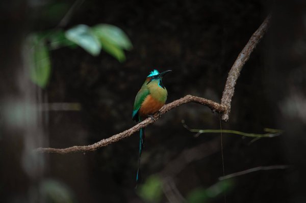 Quelles sont les raisons de tester les parfums Chogan ?