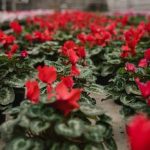 Comment bien aménager sa terrasse ou son petit jardin ?