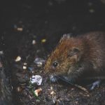 Pourquoi les parfums Chogan sont à essayer ?
